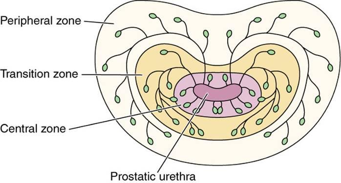 2. Prostate gland (1) Mucosal glands (central zone) (2)