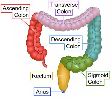 The colon has several components: The ascending colon The transverse colon The descending colon The sigmoid colon The rectum and the anus Cancer and Its Causes The body is made up of very small cells.