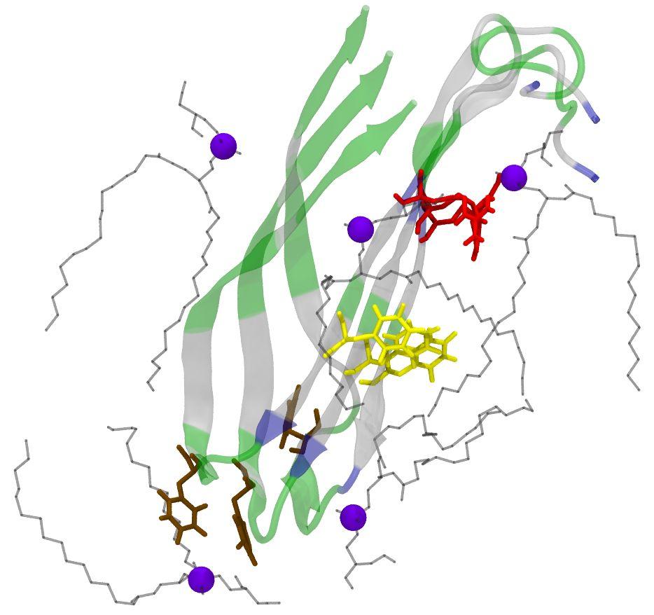 The side chains with the strongest effect on acyl chain order are shown: Arg11 (red),