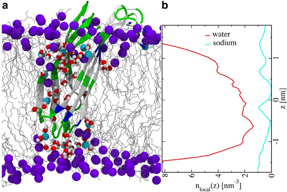 Membrane permeation by IAPP aggregates 2329 the simulations with and without NaCl suggests that the formation of a water-filled b-sandwich is a prerequisite for enhanced water permeation and thus ion
