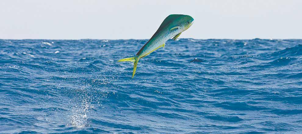 Dorado - Jump in the air! The Dorado trampoline from PE-Redskaber is named after an Hawaiian mahi-mahi fish. The dorado fish is perhaps the most remarkable and beautiful of all fish species.