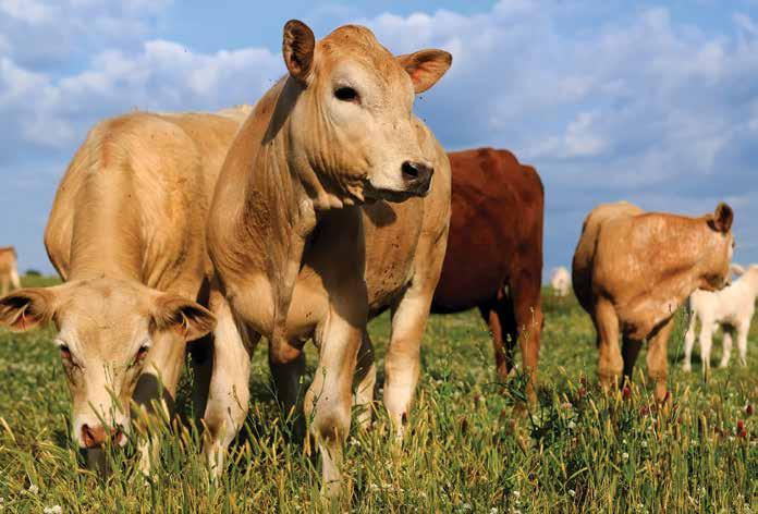 Beef Beef Weaner Pellets Beef Weaner Pellets are formulated to be fed to weaners between 125kg to 300kg live weight to maintain growth rates in situations where forage quality and/or quantity is