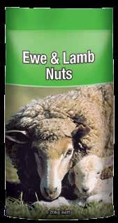 If digestive problems occur reduce the amount of nuts being fed and increase roughage consumption until normal digestive activity returns. Sheep Nuts can be fed to cattle.