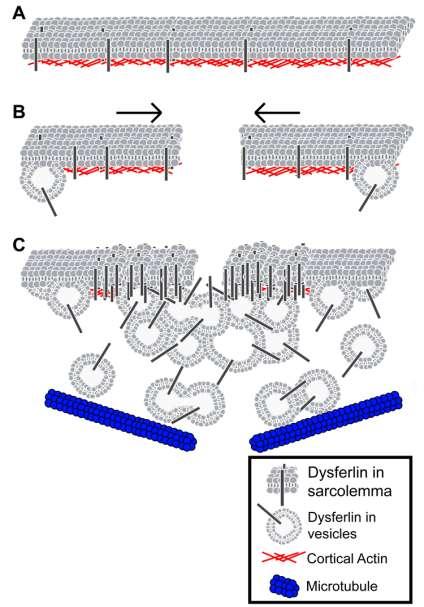 Figure 4-1. Proposed model for membrane resealing in skeletal muscle cells. A) Dysferlin localizes to the plasma membrane and transverse tubules in resting striated muscle cells.