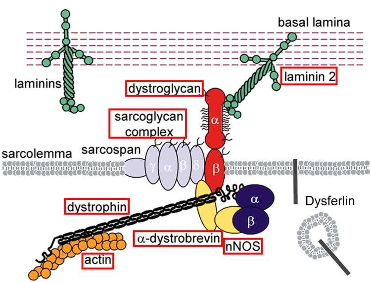 Figure 1-1. Loss of dysferlin results in muscular dystrophy independently of any effects on the DGC or membrane stability.