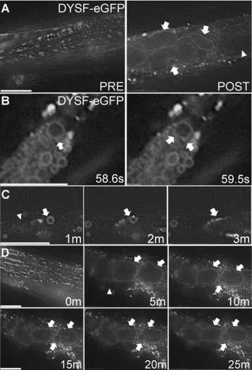 Figure 2-3. Membrane damage induces fusion of dysferlin-containing vesicles leading to the formation of extremely large vesicles in L6 myotubes.