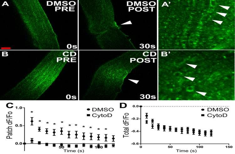 Figure 3-6. Disruption of actin filaments impairs recruitment of sarcolemmaderived dysferlin without affecting damage-induced endocytosis of dysferlin.
