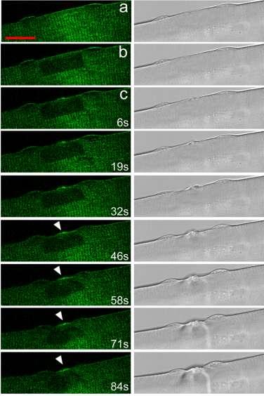 Figure 3-10. Depletion of t-tubule GFP signal does not affect recruitment of dysfphgfp at membrane lesions in transgenic skeletal muscle fibers.