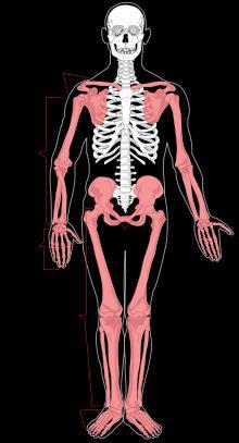 The Appendicular Skeleton 64 upper
