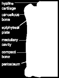 Components of Bone (cont d) Epiphyseal plate is a line across the bone from which it grows