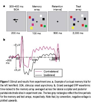 ERPs from Lateral occipital/ Posterior parietal sites during retention interval CONTRALATERAL DELAY ACTIVITY (CDA) There is a negativity during the retention interval