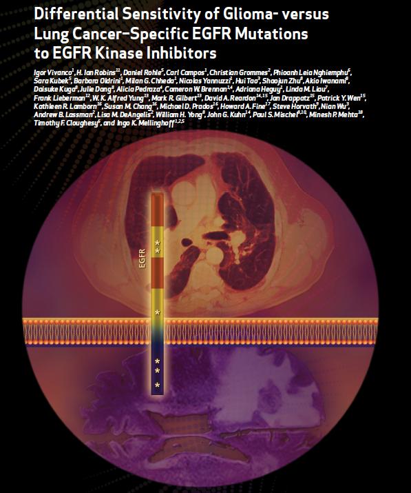 Clinical relevance of inhibiting EGFR in GBM 40% of GBM s harbor mutations EGFR mutant GBM cells are addicted to EGFR Complete suppression of EGFR is required to induce cell death in EGFR mutant GBM