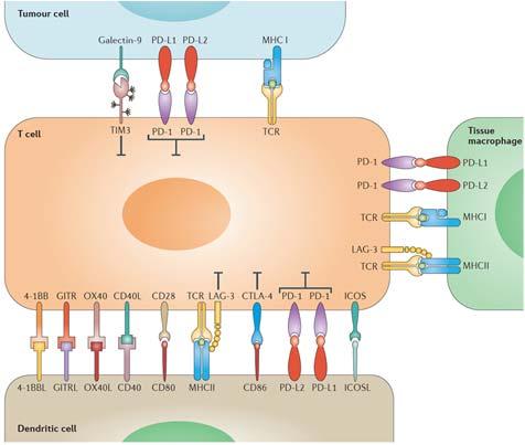 immune response Anti- PD-L1 Atezolizumab Avelumab Durvalumab Anti- PD1