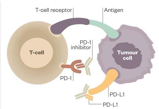 PD-L1 immunohistochemistry - The candidate predictive marker - TC IC Kerr et al, J Thorac Oncol 2015; 10:985 The dilemma of predictive PD-L1 IHC 5 drugs, each with