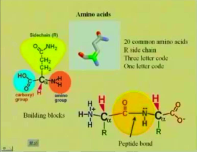 Biochemistry Prof. S. Dasgupta Department of Chemistry Indian Institute of Technology Kharagpur Lecture -02 Amino Acids II Ok, we start off with the discussion on amino acids.