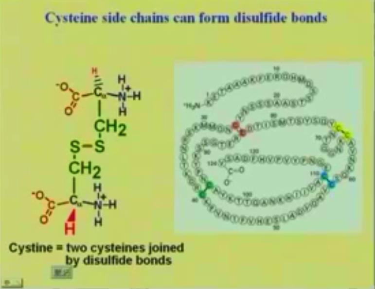 And we found out also, that this Cysteine amino acid can form what is called a disulfide linkage. So what we saw in the previous Slide was the formation of a peptide bond.