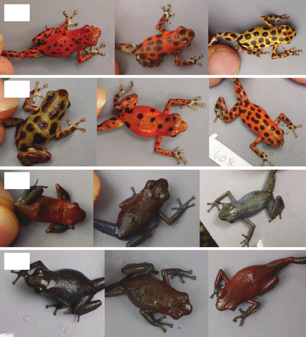Escape Behaviour in Polymorphic Frogs (a) (b) (c) (d) Fig. 1: Representative photographs illustrating O.