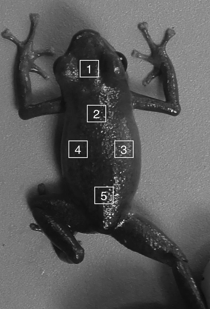 Escape Behaviour in Polymorphic Frogs variation in alkaloid-rich prey abundance might make morphs similar at each site (Saporito et al. 2007a).