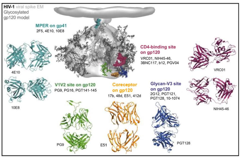 gp140 was unaltered. This allowed Sheid et al. to identify antibodies targeting sites other than the CD4bs. These newly identified HIV-1 bnabs have encouraged efforts to develop an HIV- 1 vaccine.