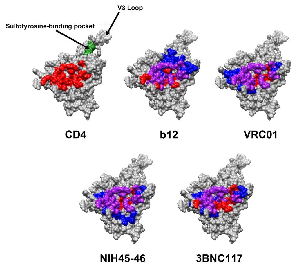 Figure 1.5. Footprints of CD4-binding site antibodies. The footprints of CD4, b12, VRC01, NIH45-46, and 3BNC117 are modeled onto a gp120 monomer in the CD4-bound state.