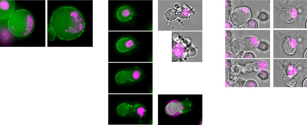 A B HeLa cells + Noc + Fla (t=) D GFP-Anillin E Percentage of localization tsbn cells + Nocodazole 33 C 39.7 C RCC1+ RCC1-1 8 6 4 33 C 39.