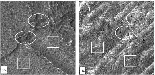 CHONG-XING HUANG et al. it is mainly utilized to study the microstructures of fiber at the nanolevel. Usually AFM analysis provides two types of images, morphological images and phase images.