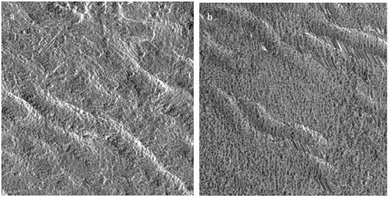 To investigate this, the CTMP pulp was bleached with H 2 O 2. Fig. 3 displays two phase images of CTMP fiber after H 2 O 2 bleaching.