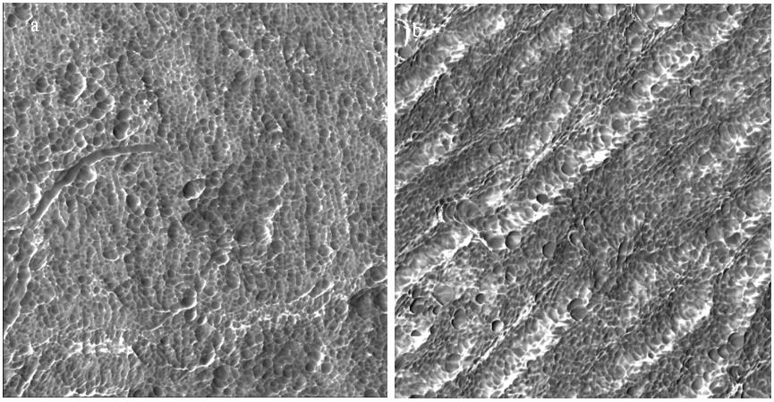 CHONG-XING HUANG et al. but also the lignin of irregular form is substantially eliminated. This suggests that white-rot fungi are able to degrade both lignin and extractives on the fiber surface.