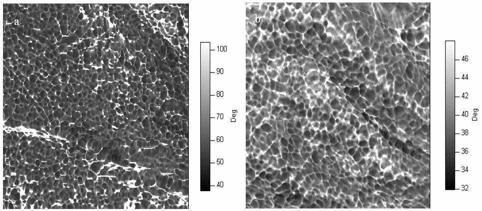 Pulp Figure 6: AFM phase diagram of CTMP fiber surface before and after white-rot fungus modification (scan area 1.0 1.