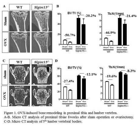 This study shows that Siglec-15 is a potential therapeutic target for postmenopausal osteoporosis.