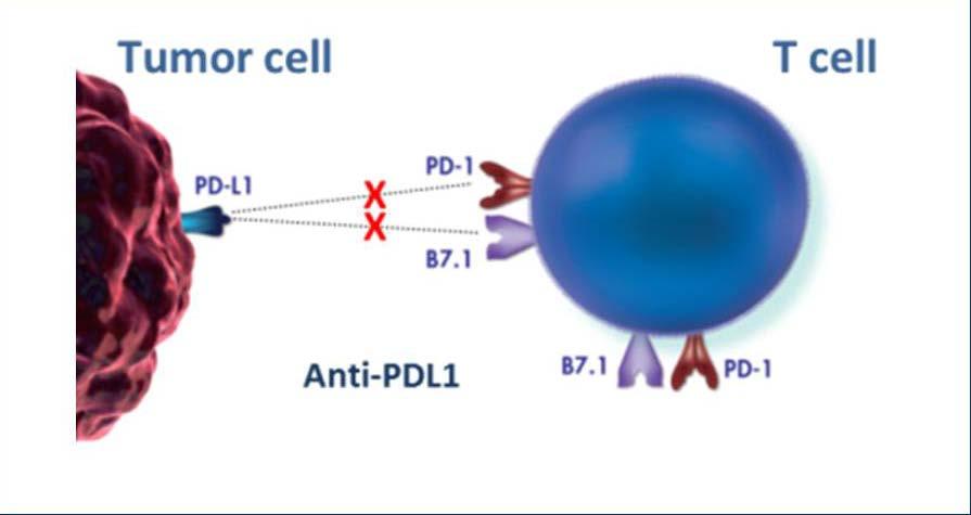 Immune checkpoint blockade with chemotherapy in metastatic TNBC Atezolizumab anti-pdl1 antibody
