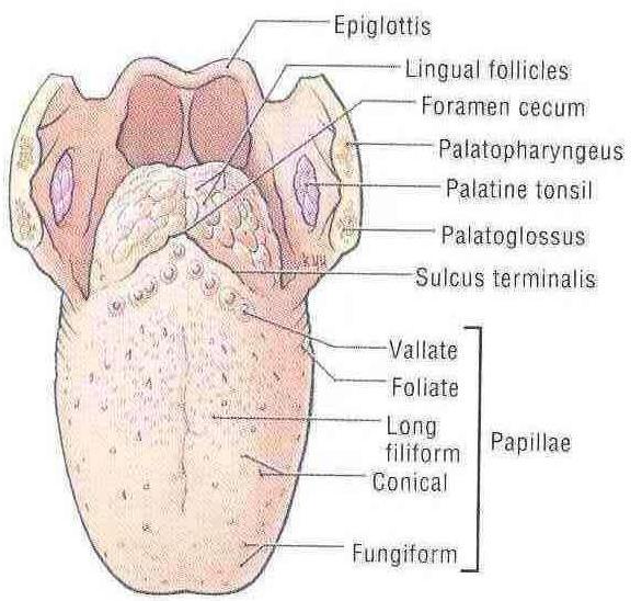 Anterior two third: mucosa is rough, shows three types of papillae: Filliform Fungiform Vallate Posterior