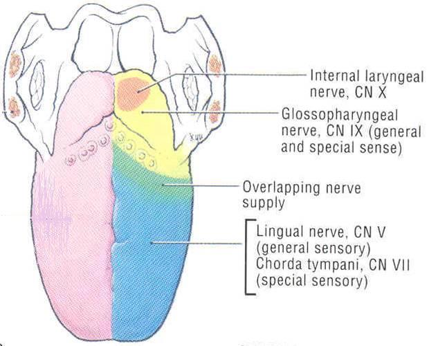 Anterior ⅔: General sensations: Lingual nerve Special sensations : chorda tympani Posterior ⅓: General