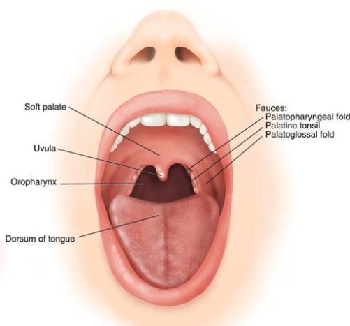 Extends from the lips to the oropharyngeal isthmus The oropharyngeal isthmus: Is the junction of mouth and pharynx.