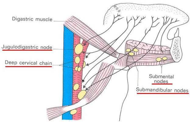 Tip: Submental nodes bilaterally & then deep cervical nodes Anterior two third: Submandibular
