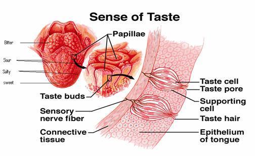 tongue is to provide a mechanism for taste.