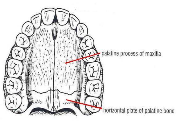 Lies in the roof of the oral cavity Forms the floor of the nasal cavity Formed by: Palatine