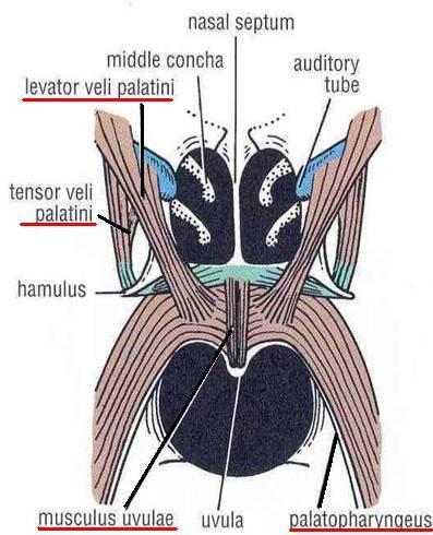 Tensor veli palatini Origin: spine of sphenoid; auditory tube Insertion: forms palatine aponeurosis Action: Tenses soft palate Levator veli palatini Origin:petrous temporal bone, auditory