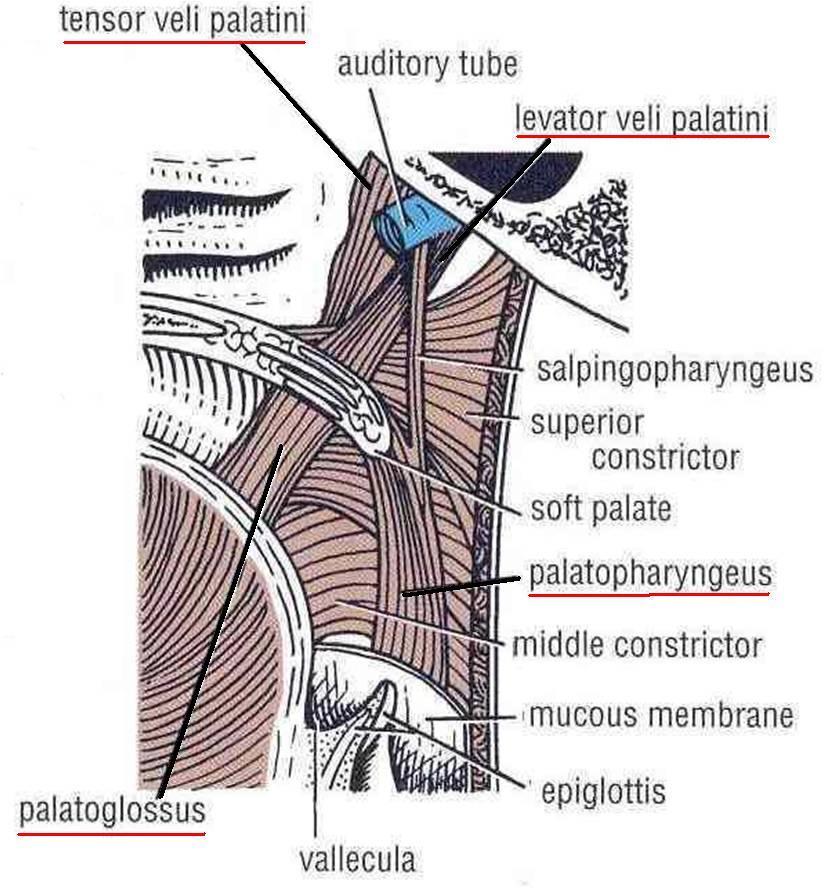 Palatoglossus Origin: palatine aponeurosis Insertion: side of tongue Action: pulls root of tongue upward, narrowing oropharyngeal