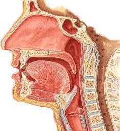 pharyngeal isthmus can not be closed