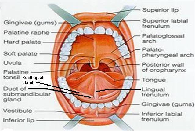 Covered with mucous membrane In the midline, a mucosal fold, the frenulum, connects the tongue to the floor of the mouth On each side of frenulum a small