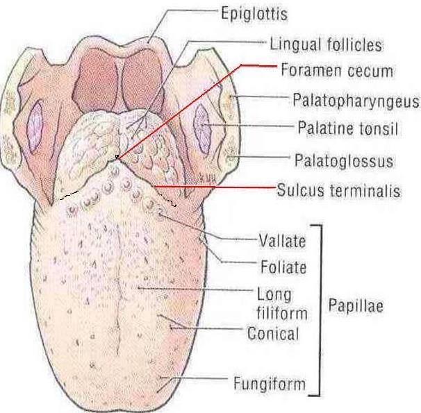 Divided into anterior two third and posterior one third by a V-shaped sulcus terminalis.