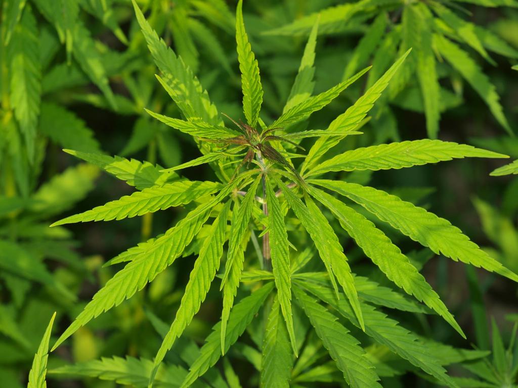 Weed, Disease &Pest Management Weeds are best controlled through proper field selection, a pre-seeding burn-off, adequate rates of fertility, and selecting the proper hemp variety based on height.