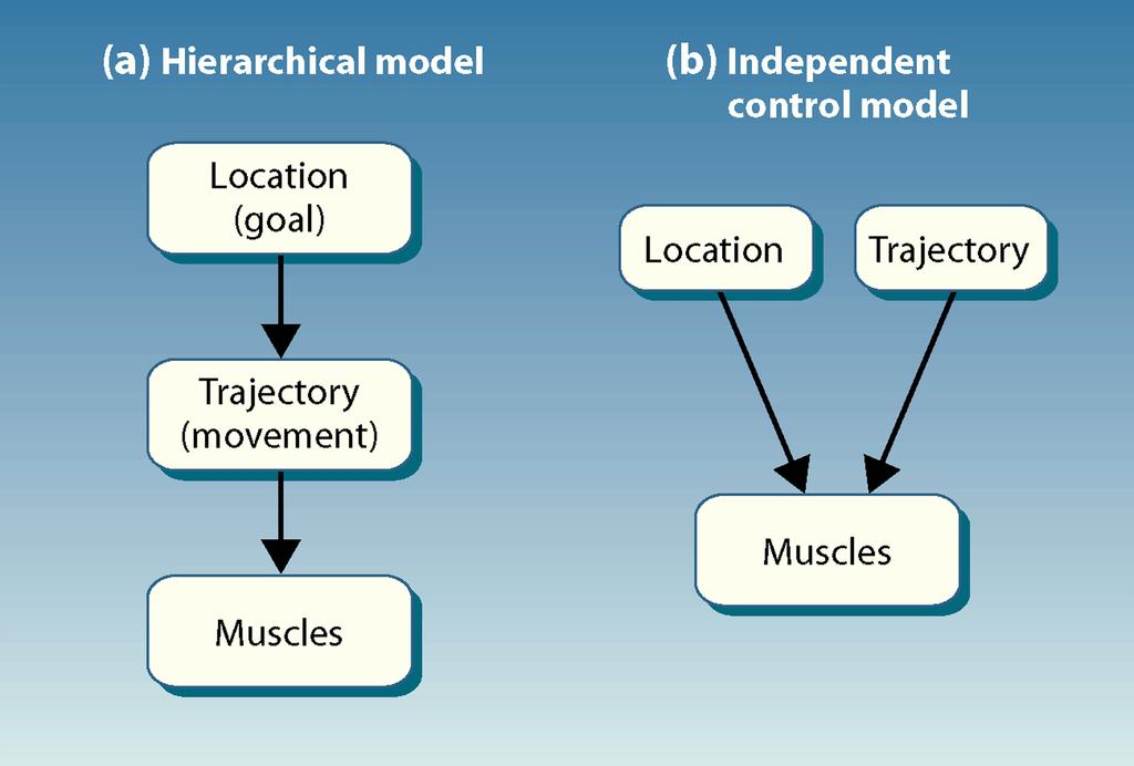 Location and trajectory planning of motor commands. (a) in the hierarchical model, goals are specified initially as target locations.