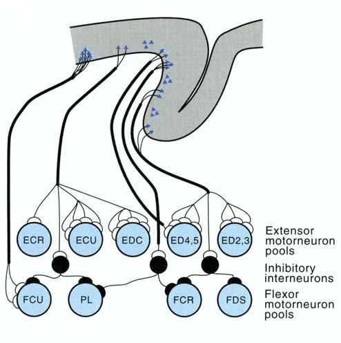 (Shinoda et al). C: Output of single corticospinal neurons often diverges to influence multiple muscles (Cheney et al).