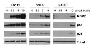 MDM2 as a target for the MDM2 antagonist nutlin-3a in dedifferentiated liposarcoma (LS) cells with MDM2 overexpression Nutlin-3a (5 mol/l) induces considerable inhibition of proliferation, apoptosis,