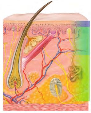 Full-thickness burns penetrate all skin layers and can progress to underlying structures as well. (Courtesy Anatomical Chart Company.