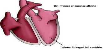 Cardio-Vascular Chronic Responses Cardiac hypertrophy.