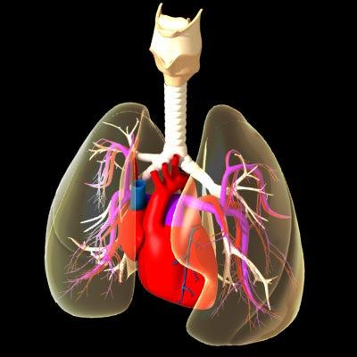 Respiratory System Human Respiratory System A system to deliver oxygen (O2) to