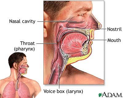 Mucus - cells that moisten to trap particles Nasal Passages (Cavity)